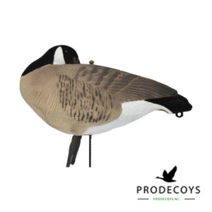 canada gans sleeper canada gans sleeper lokgans