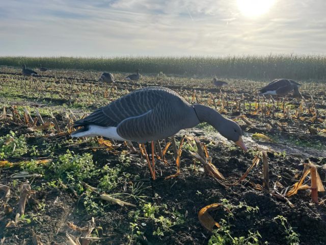 Our Prodecoys Elite series in the field! Swipe for the results ➡️