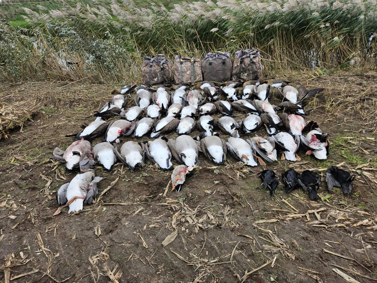 a4479a39-3099-4332-a00a-41173200d1c7