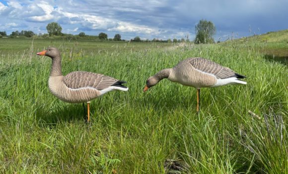 foto nieuwe lokkers tijdelijk 3-min
