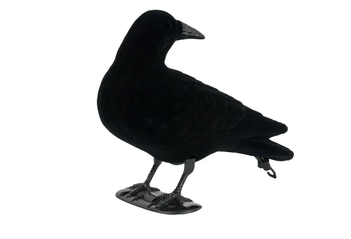 Kragen drejer hovedet